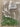 Miscellaneous Lime Green Rondelles #7066 - 3