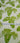 670dca8034be6e479edf2839_monstera-3_1784371346130.jpg