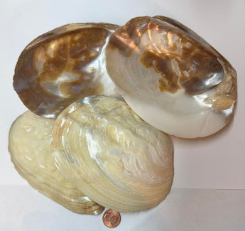 670dca8034be6e479edf2839_shell-1_1749223013487.jpg