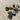 Deer Antler Beads #7380 - 2