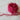 670dca8034be6e479edf2839_eye-fuscia_1750811831434.jpg