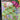 One Remnant  Fabric Pack of Bunny & Green and Yellow Gingham.