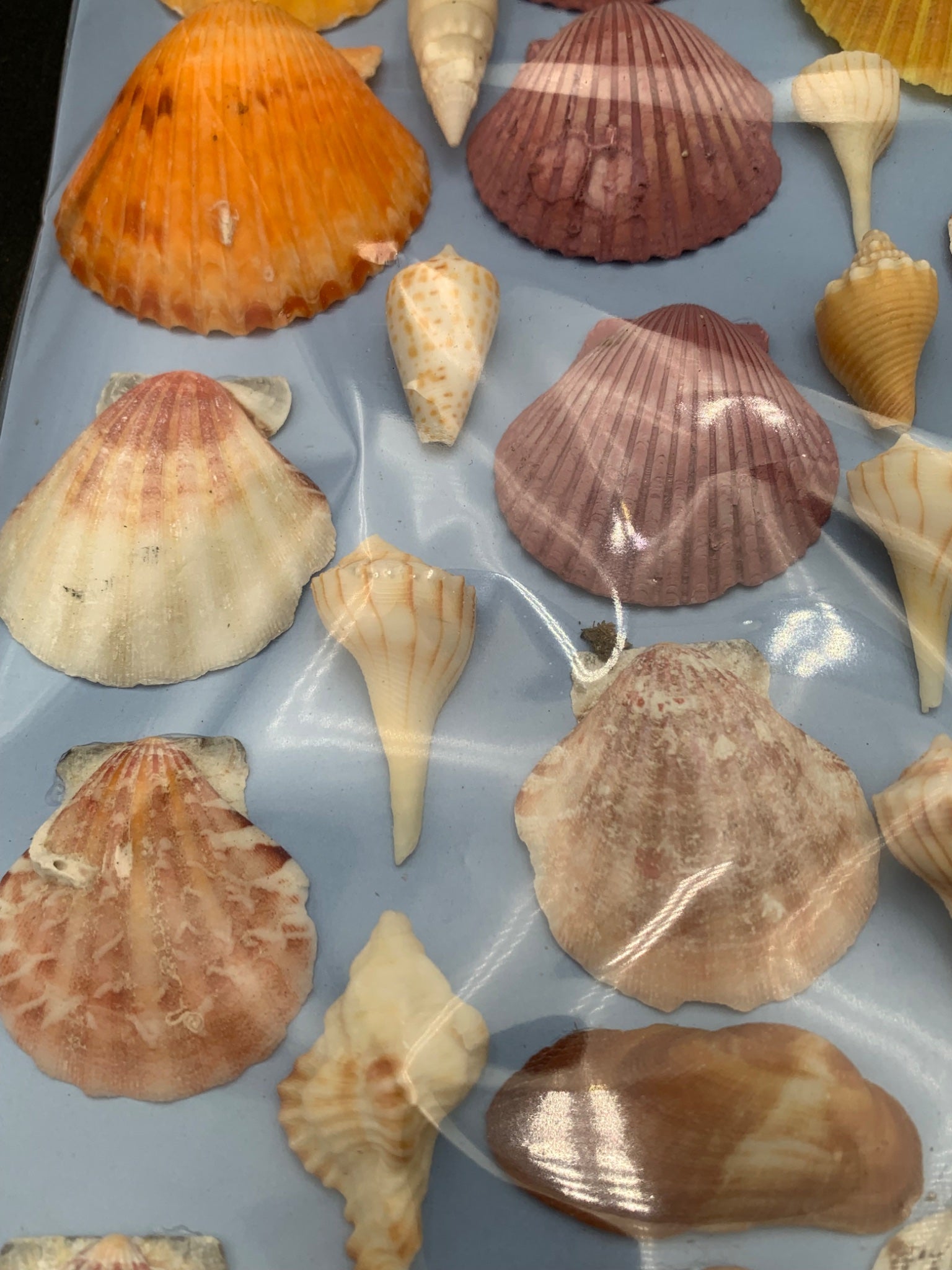 30 Assorted Collection of Lightning Whelks & Angel Clams 3”-1” Sea She ...