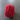 100% New Zealand Wool Macrame & Weaving Yarn - Red Rose - 4oz Cake