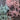 Pink & Blue Sheer Vintage Ribbon