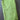 Green Cotton Sateen - 3yds, 32in Width
