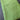 Green Cotton Sateen - 3yds, 32in Width