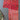 Tiny Ornaments - Small Christmas Cottons Bundle