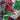 Bits of Christmas - X-Small Cotton Fabric Remnants Bundle