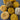 Bundle of Golds & More - 100% New Zealand Wool Yarn