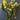 Large Bundle of Floral Stems - Lot C