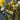 Large Bundle of Floral Stems - Lot C