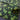 Four Leaf Clover - Cotton Remnant - 2pcs, Totaling 2yds, 42in Width