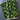 Four Leaf Clover - Cotton Remnant - 2pcs, Totaling 2yds, 42in Width