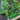 MBT St Patty's Cotton Remnant - 1yd, 44in Width