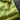 Lime Polyester Satin Lining - 5yds, 56in Width