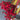 Holly Berry Floral Stamens